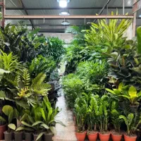 گل و گیاه شاد شروع قیمت فقط از ۵۰ هزار تومان