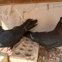 یه جفت زاغ|پرنده|مسجد سلیمان, |دیوار