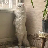 گربه ماده پرشین جهت جفت گیری