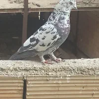 کفتر|پرنده|چهاردانگه (تهران), |دیوار