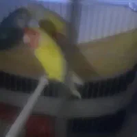 کوتوله برزیلی