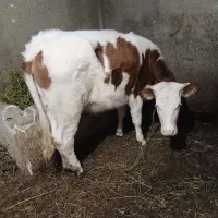 گاو‌‌‌یا‌گوساله‌ماده|حیوانات مزرعه|نوشین شهر, |دیوار