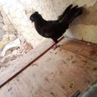یک عدد کبوتر زاغ سیاه چنگ و چش سفید درجه یک|پرنده|گله دار, |دیوار