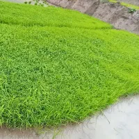بذر طارم هاشمی فروشی