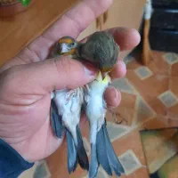 دو عدد سهره قناری دهن سهره لر سلیمانی|پرنده|تهران, چیتگر جنوبی|دیوار