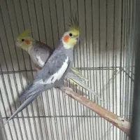 عروس هلندی معاوضه|پرنده|کرج, شاهینویلا|دیوار