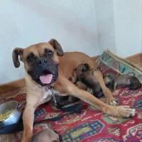 فروش ویژه ۵ عدد توله سگ باکسر با مادر باکسر .