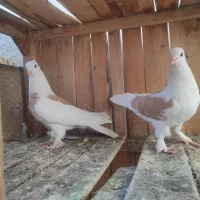 چند تا کفتر ابلغ زرد و سبز