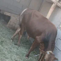 گوسفند با گاو