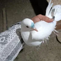 کبوتر لوطی