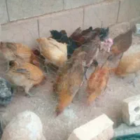 جوجه بومی