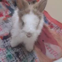 خرگوش باهوش