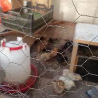 جوجه و مرغ|حیوانات مزرعه|اندیمشک, |دیوار