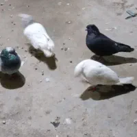 کبوتر|پرنده|مریوان, |دیوار