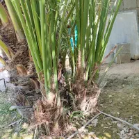 فروش دیمیت نخل