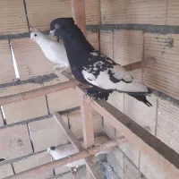 کبوترامپراطوررواعب طوقی سرور دم سفید پلاکی