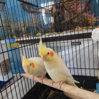 عروس هلندی جوجه|پرنده|الوند, |دیوار