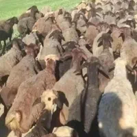 توزیع گوسفند خوش پخت مناسب کشتن|حیوانات مزرعه|قم, انسجام|دیوار