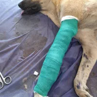 کلینیک دامپزشکی و مرکز واکسیناسیون دکتر بهاری|خدمات آرایشگری و زیبایی|مشهد, جلالیه|دیوار