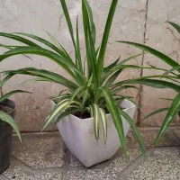 گل گندمی