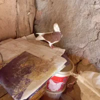 کبوتر|پرنده|اهر, |دیوار