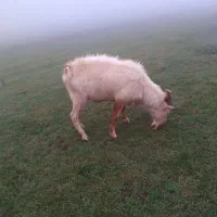 قوچ با بز سانن دوتاشم دامازدق|حیوانات مزرعه|قشلاق دشت, |دیوار