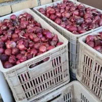 بذرپیاز قرمز تبریزی امسال