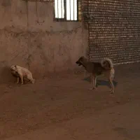 سگ نر و ماده|سگ|اسفراین, |دیوار