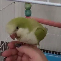 طوطی  راهب و خورشیدی|پرنده|اهواز, ۳۰ متری|دیوار