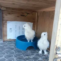 کفتر ساتن قفس چوبی