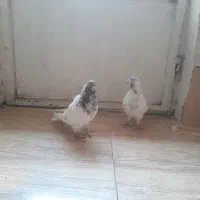 یه جفت کفتر کله ای|پرنده|ملایر, |دیوار