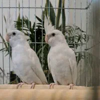 عروس هلندی آلبینو