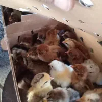 جوجه گلپایگانی اردک پکنی  بلدرچین  سلطان  لهستانی