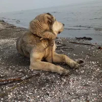 پژدر|سگ|ابهر, |دیوار