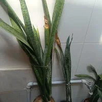 گل سانسوریا پوست ماری