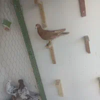 کفتر گرفتنی