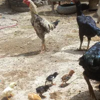 جوجه لاری ۱۰ روزه