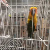 طوطی خورشیدی سانکانور