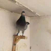 آلمانی|پرنده|مشهد, ادیب نیشابوری (شهرک غرب)|دیوار