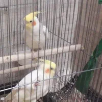 عروس هلندی آهویی لوتینو