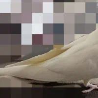 عروس هلندی لوتینو ماده|پرنده|طبس, |دیوار