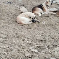 دو تا سگ گله ای