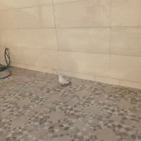 ماده دمب سیاه عروسک|پرنده|آبادان, |دیوار