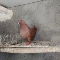جفت سرور نر و ماده|پرنده|نوشین شهر, |دیوار