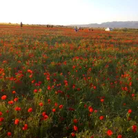 زمین-فروشی