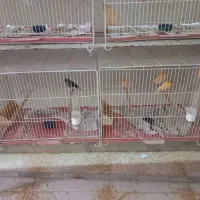 ماده قناری|پرنده|قم, گلزار|دیوار