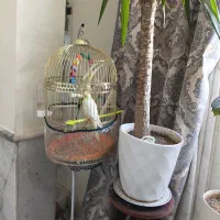 قفس ایستاده