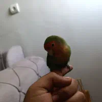 طوطی برزیلی (کوتوله برزیلی) دستی و رام (ماده)|پرنده|کهریزک, |دیوار