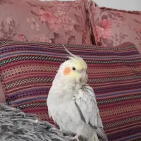 فروش عروس هلندی|پرنده|شاهین‌شهر, امیرکبیر|دیوار