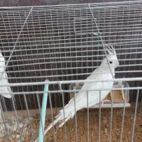 فروش جفت عروس هلندی|پرنده|آباده, |دیوار